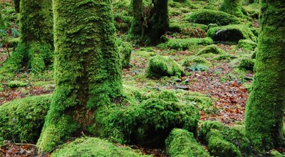 epiphyte cropped 1038x576