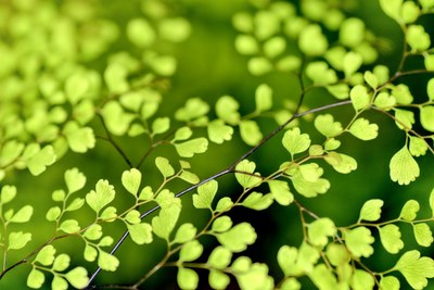 flowers nature plant spring 1024x686