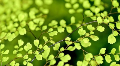 flowers nature plant spring 1038x576