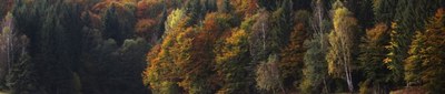 Forest crop 4 768x164