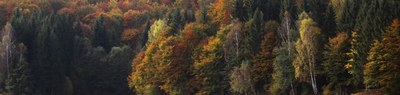 forest crop 5 768x183