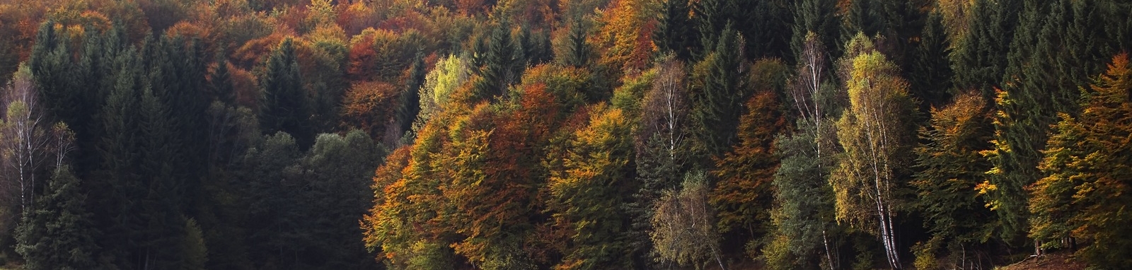 forest crop 5
