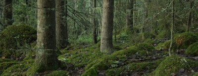 forest structure cropped 1024x399