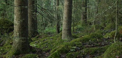 forest structure cropped 1038x499