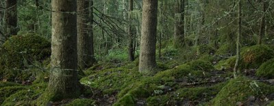forest structure cropped 768x299