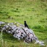 male black woodpecker 150x150