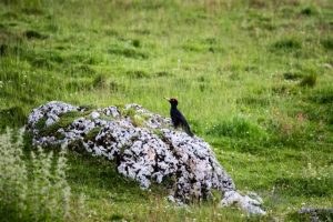 male black woodpecker 300x200