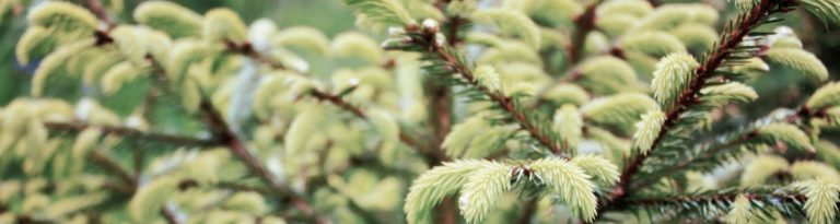 new shoots cropped  768x205