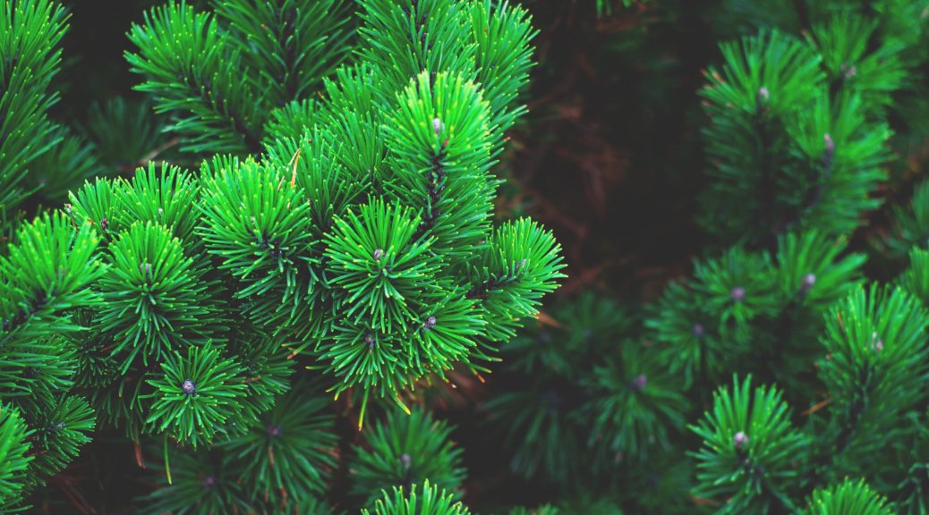 pexels photo 243945 1038x576