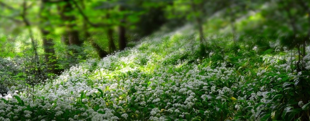 Spring Forest 1038x407