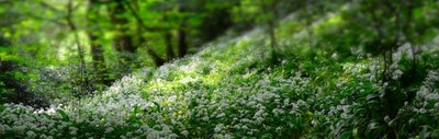 Spring Forest 768x244