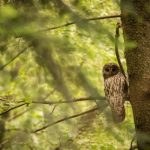 Tawny Owl 150x150