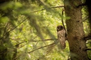 Tawny Owl 300x200