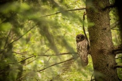 Tawny Owl 405x270