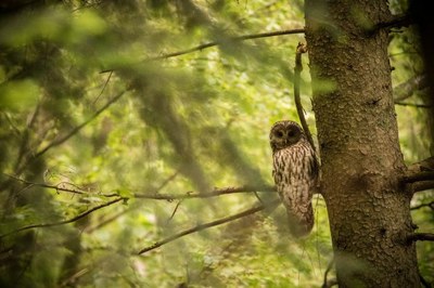 Tawny Owl