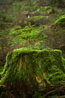 tree 706386 1920 768x1152