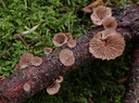 B9)  Holzbewohnende Pilze