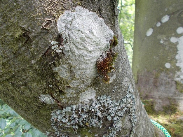 B1) Epiphyten & Mikrohabitatsdiversität 