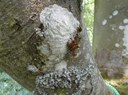 B1) Epiphyten & Mikrohabitatsdiversität 