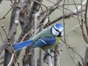 B6) Vogel-Wald Beziehungen