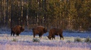 Bialowieza forest - last primeval forest in Europe