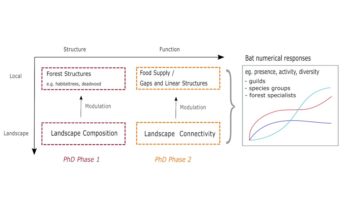 B5) Bats and Forest Structure — Research Training Group ConFoBi RTG 2123